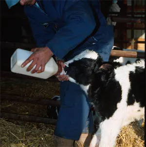 Diet etetés borjak