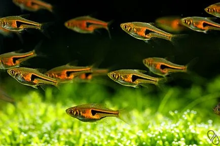 Mint medúza megtudni a közelgő vihar