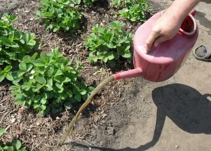 Hogyan nőnek eper a nyílt terepen Hogyan nőnek eper a nyílt terepen