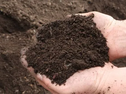 Hogyan nőnek eper a nyílt terepen Hogyan nőnek eper a nyílt terepen