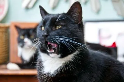 Cat arc nélkül
