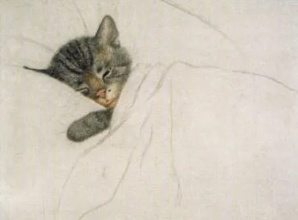 Cat arc nélkül