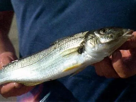 A megöl minket