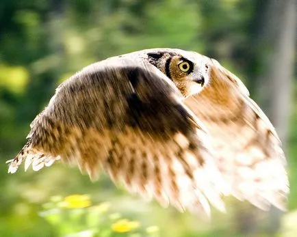 Mivel a repülő bagoly
