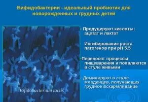 Mik a bifidobaktériumok és laktobacillusok Mik a bifidobaktériumok és laktobacillusok