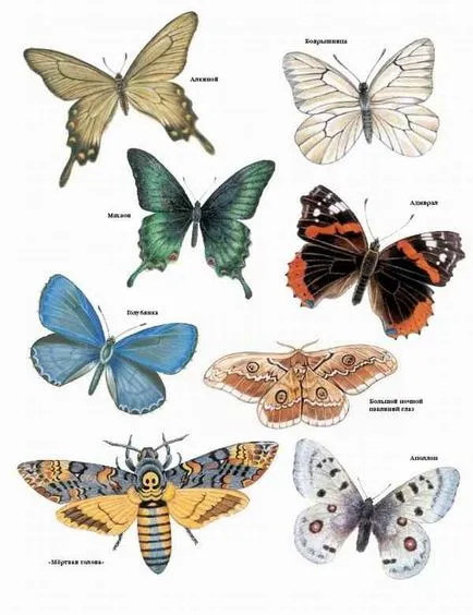 Butterfly ki vagy mi