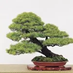 Bonsai, amit Bonsai, amit
