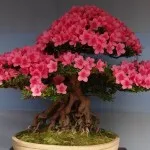 Bonsai, amit Bonsai, amit