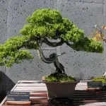 Bonsai, amit Bonsai, amit