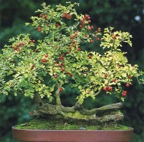 Bonsai, amit