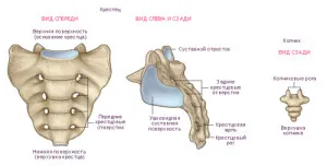 Coccyx fájdalom, mint a kezelésére Coccyx fájdalom, mint a kezelésére
