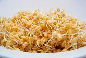 Mi köze a búza Mi köze a búza