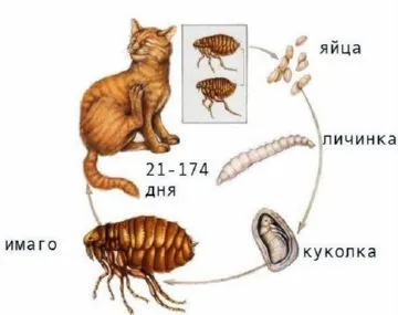 Mi jelenik meg a bolhák