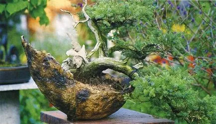 Bonsai, amit
