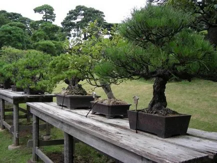 Bonsai, amit Bonsai, amit
