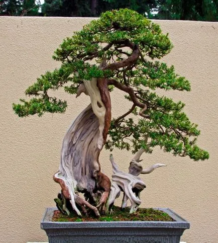 Bonsai, amit Bonsai, amit
