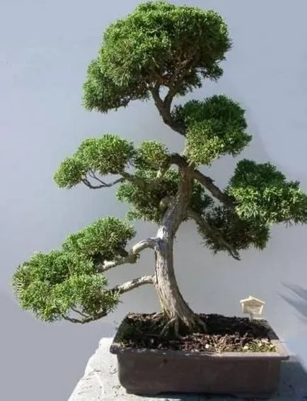 Bonsai, amit Bonsai, amit