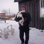 Etetés csirke tyúk Etetés csirke tyúk