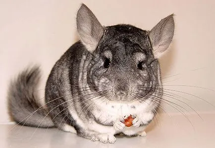 A csincsilla megeszi