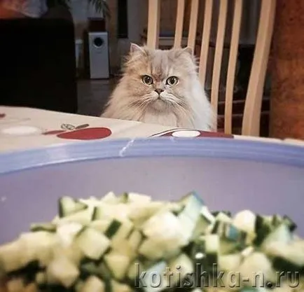 Mi eszik egy macska
