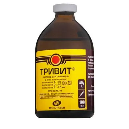 Etetés csirke tyúk