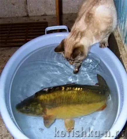 Mi eszik egy macska