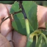Mint rózsa hernyók