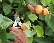 Az öntözés bors Az öntözés bors