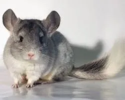 A csincsilla megeszi