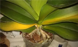 Mi a teendő, ha elszáradt orchidea