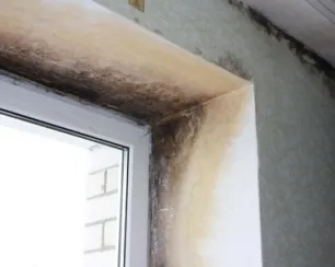 Hogy készülnek a penész Hogy készülnek a penész
