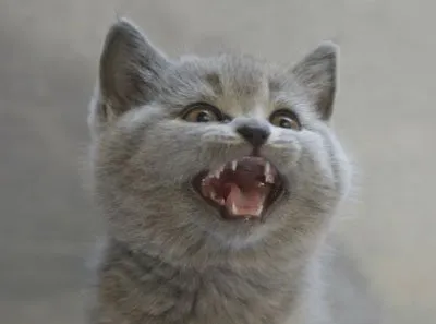 Mi miau