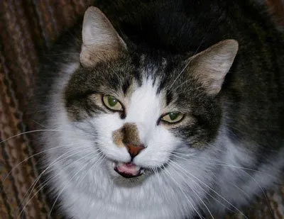 Mi miau
