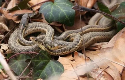 Hogyan megölni kígyók