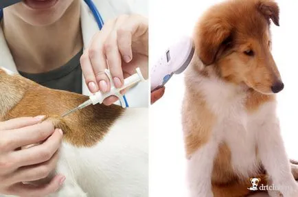 Microchip mi ez Microchip mi ez