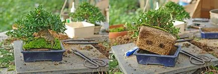 Bonsai, amit