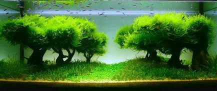 Bonsai, amit