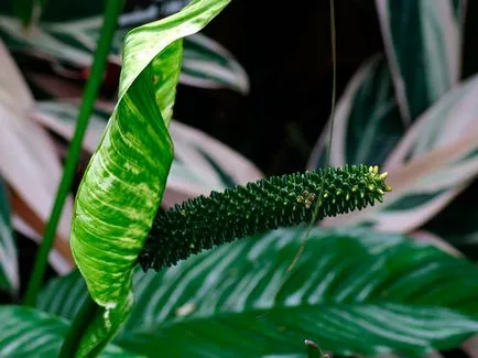 Hogyan Care Spathiphyllum Hogyan Care Spathiphyllum