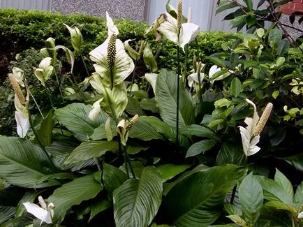 Hogyan Care Spathiphyllum Hogyan Care Spathiphyllum