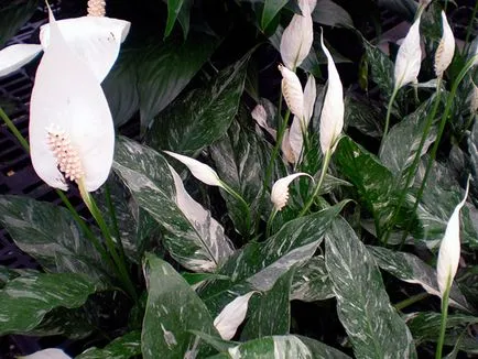 Hogyan Care Spathiphyllum Hogyan Care Spathiphyllum