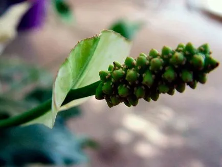 Hogyan Care Spathiphyllum Hogyan Care Spathiphyllum