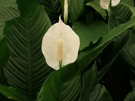 Hogyan Care Spathiphyllum Hogyan Care Spathiphyllum