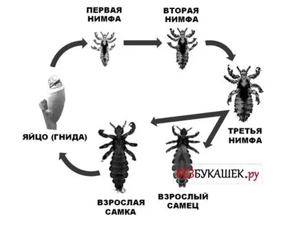 Hogyan lehet megszabadulni a tetvek a gyermek