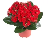 Bonsai, amit