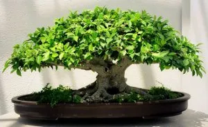 Bonsai, amit