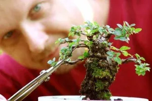 Bonsai, amit
