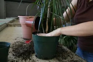 Hogyan növekszik dracaena Hogyan növekszik dracaena