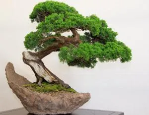Bonsai, amit