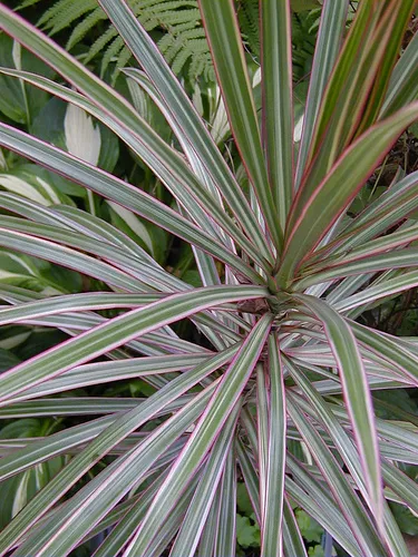 Hogyan növekszik dracaena Hogyan növekszik dracaena