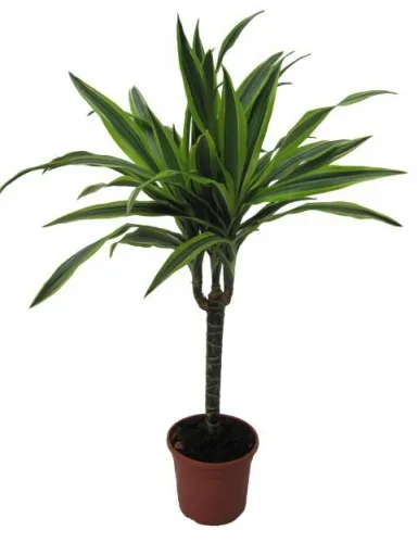 Hogyan növekszik dracaena Hogyan növekszik dracaena